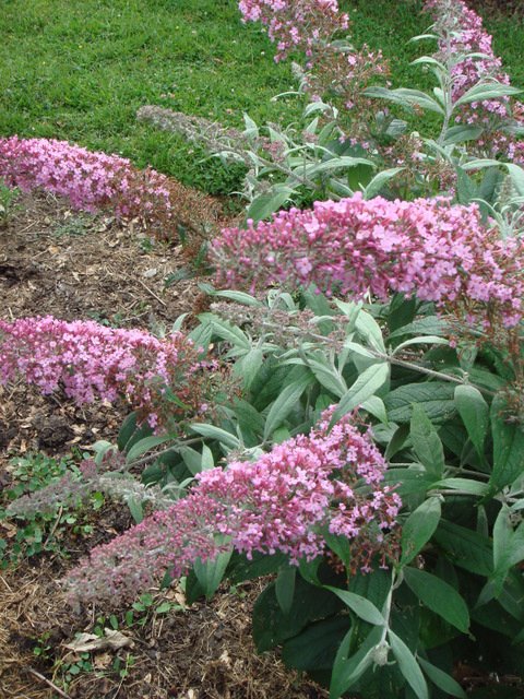 Buddleja davidii 'Pink Delight' fleur P22